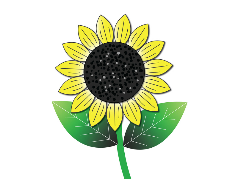Sunflower Vector Illustration 800x600 Sunflower Vector Illustration