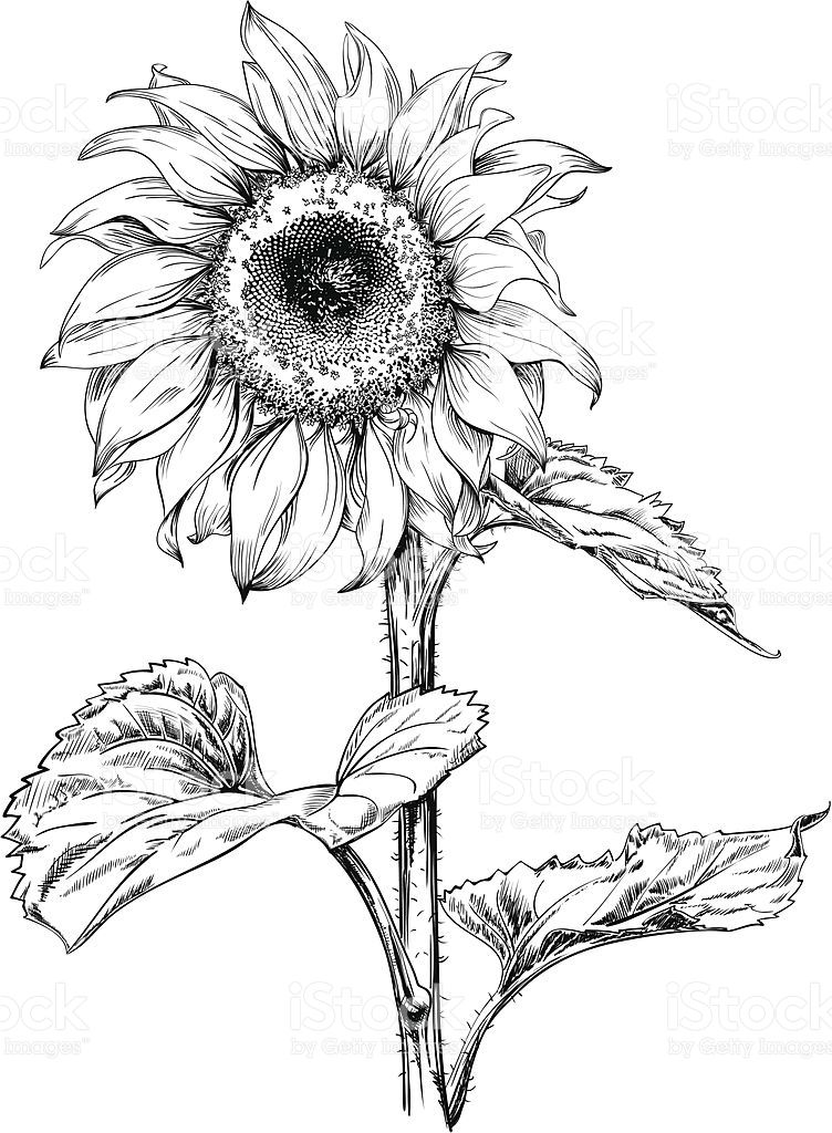Hand Drawn Vector Artwork In Pen Ink Style Of A Sunflower 752x1024 Hand Drawn Vector Artwork In Pen Ink Style Of A Sunflower