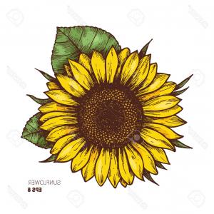 Photostock Vector Sunflower Vintage Engraved Illustration 300x300 Photostock Vector Sunflower Vintage Engraved Illustration