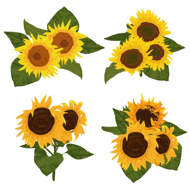 Sunflower Illustration Vector at Vectorified.com | Collection of ...