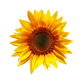 Sunflower Vector, Free Download Sunflowers, Sunflower Watercolor 360x360 Sunflower Vector, Free Download Sunflowers, Sunflower Watercolor
