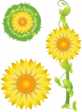 Sunflower Free Vector Download 269x368 Sunflower Free Vector Download