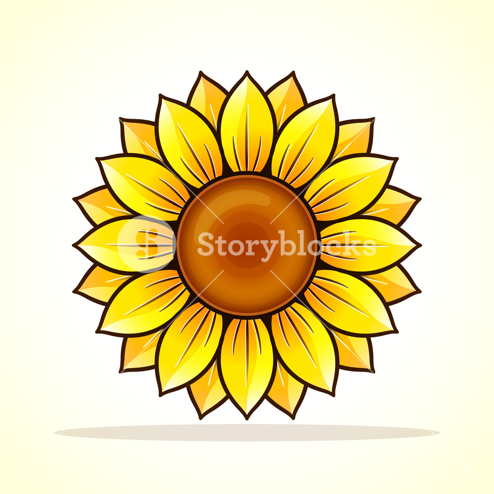 Vector Illustration Of Sunflower On White Background Royalty Free 1000x1000 Vector Illustration Of Sunflower On White Background Royalty Free
