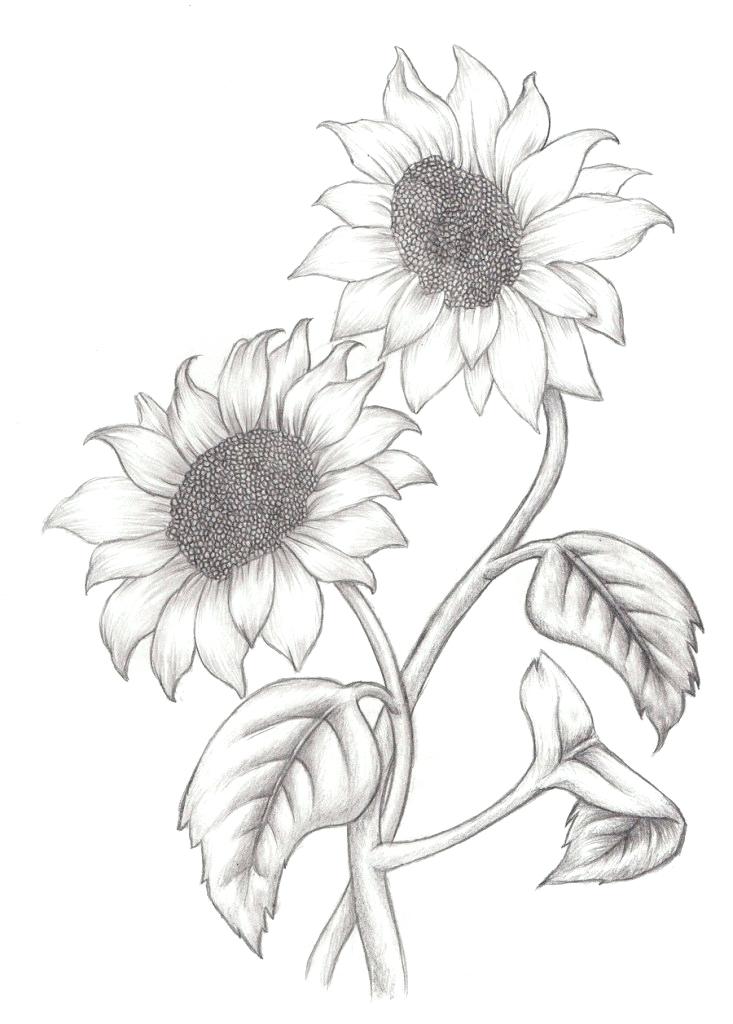 Free Free 152 Outline Free Sunflower Clipart SVG PNG EPS DXF File