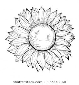 252x271 Sunflower Outline Images, Stock Photos Vectors Shutterstock