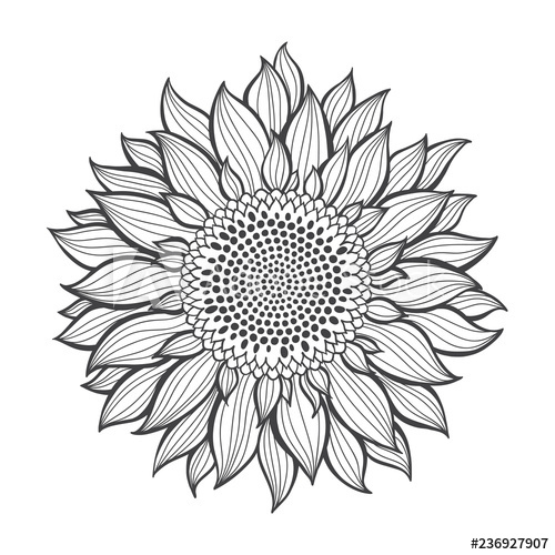 500x500 Sunflower Sketch Hand Draw Vector Illustration, Isolated Floral