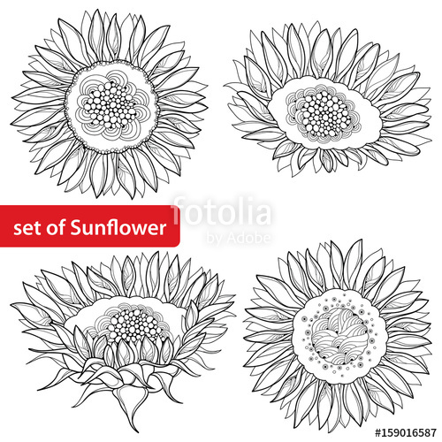 500x500 Vector Set With Outline Open Sunflower Or Helianthus Flower