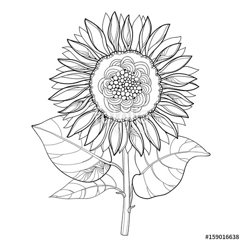 500x500 Vector Stem With Outline Open Sunflower Or Helianthus Flower