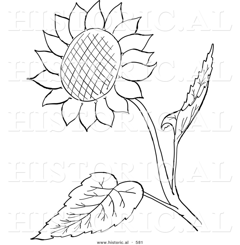 Sunflower Outline Vector at Vectorified.com | Collection of Sunflower ...