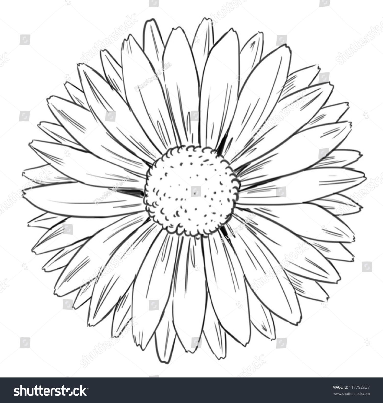 1500x1578 Illustration Of Petal Arrangement Of A Flower Art