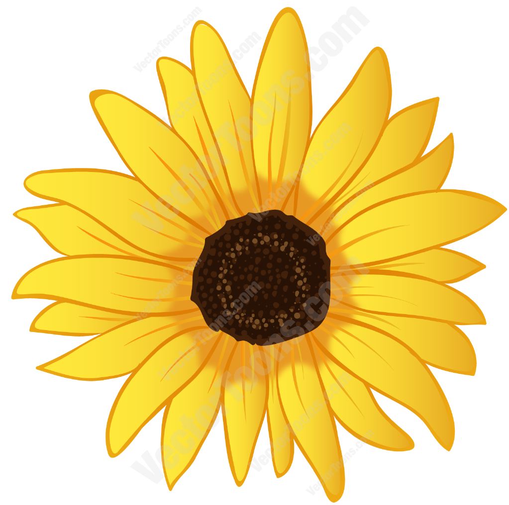 Sunflower Free Sunflower Graphics Free Download Clip Art 1023x1016 Sunflower Free Sunflower Graphics Free Download Clip Art