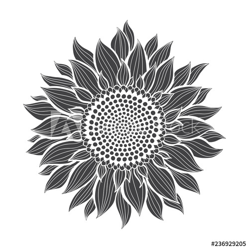 Sunflower Sketch Hand Draw Vector Illustration, Isolated Floral 500x500 Sunflower Sketch Hand Draw Vector Illustration, Isolated Floral