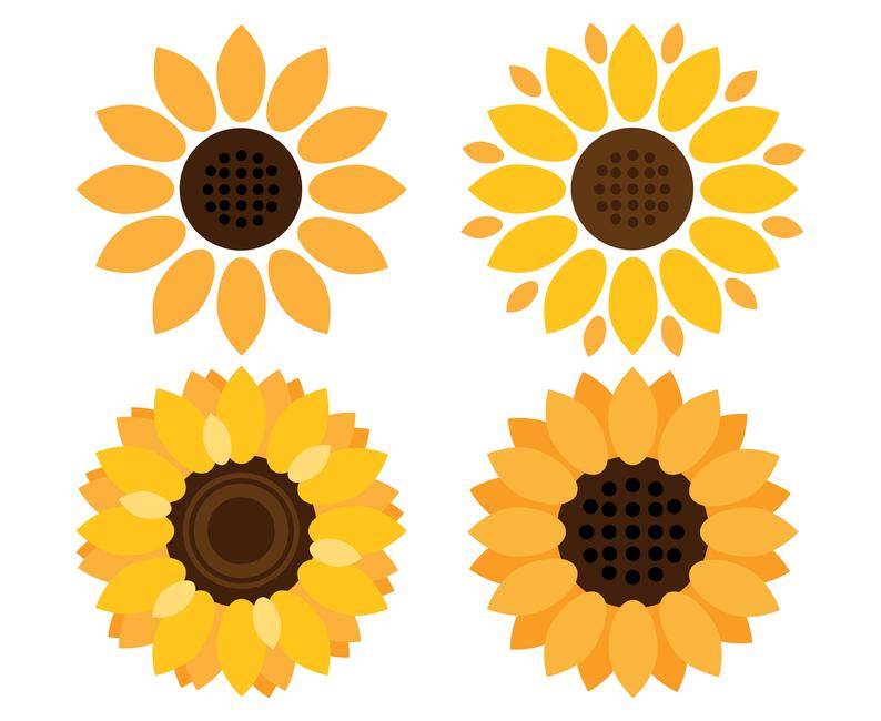 Sunflowers Sunflower Etsy 794x650 Sunflowers Sunflower Etsy