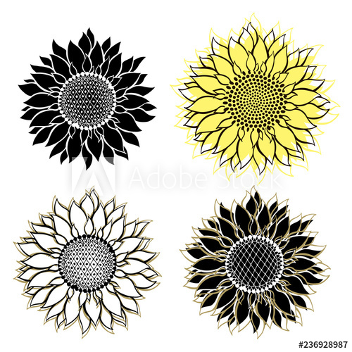 Sunflowers Sketch Hand Draw Vector Illustration, Isolated Floral 500x500 Sunflowers Sketch Hand Draw Vector Illustration, Isolated Floral