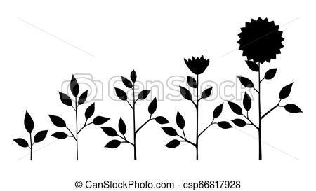 Vector Sunflower Plant Growth Stages Silhouette, Abstract Flower 450x273 Vector Sunflower Plant Growth Stages Silhouette, Abstract Flower