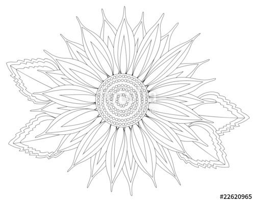 Vector Sunflower Silhouette Stock Image And Royalty Free Vector 500x397 Vector Sunflower Silhouette Stock Image And Royalty Free Vector