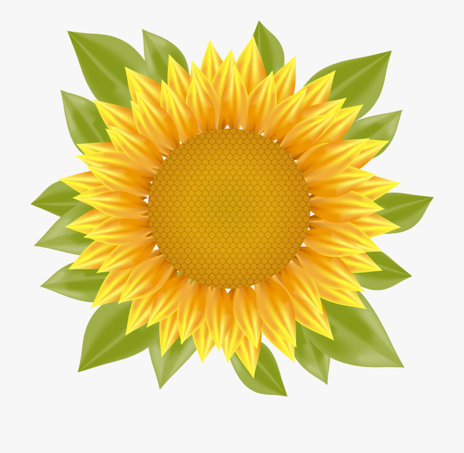 Sunflower Png Vector 920x900 Sunflower Png Vector