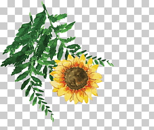 Sunflower Vector