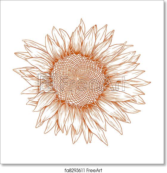 561x581 Free Art Print Of Vector Sunflower Vector Sunflower In Vintage