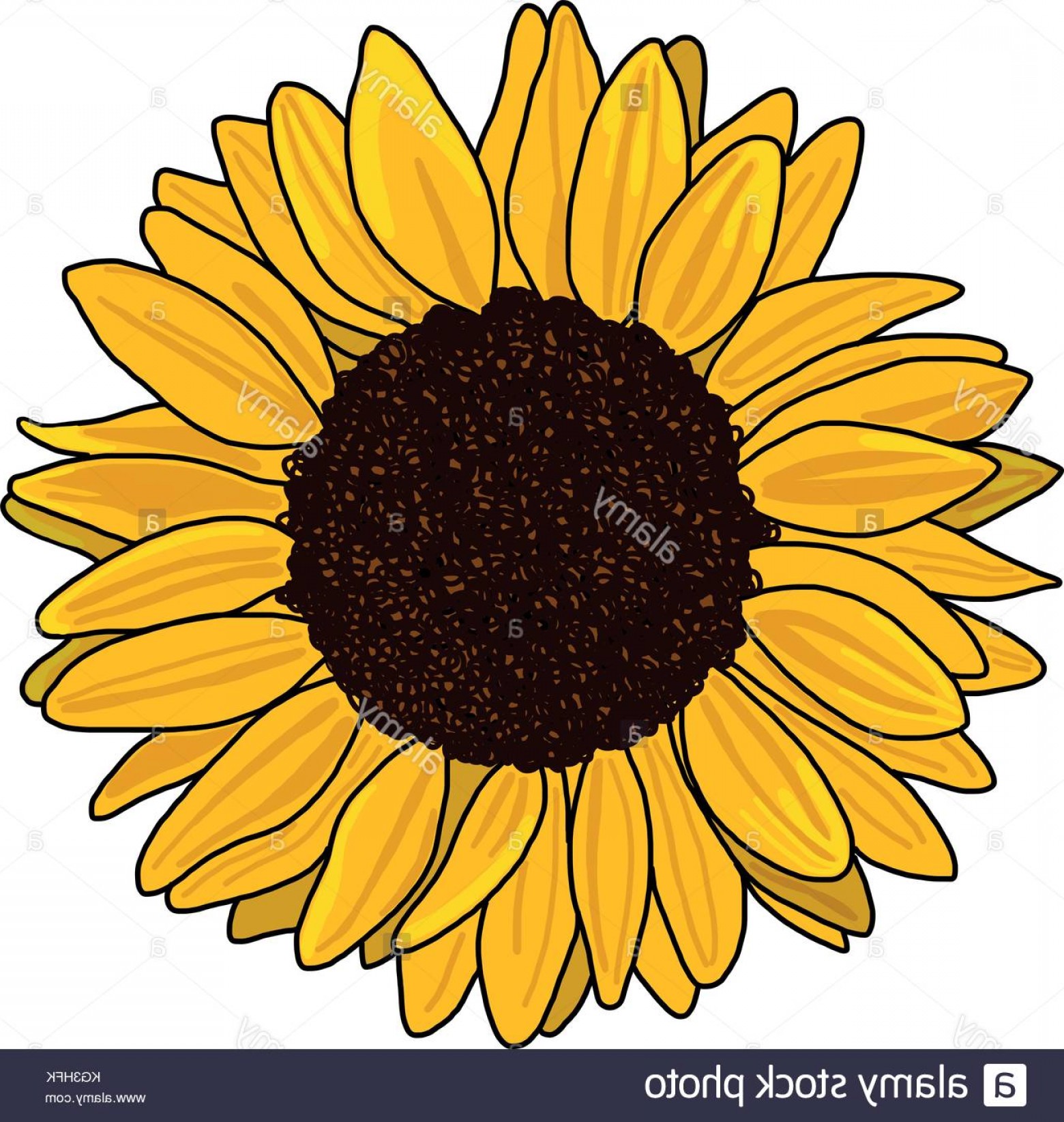 1560x1644 Stock Image Sunflower Vector Isolated On A White Background