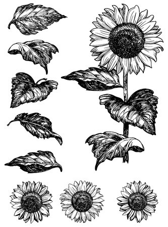 333x450 Sunflower Vector Set Of Hand Drawn Sunflowers And Leaves