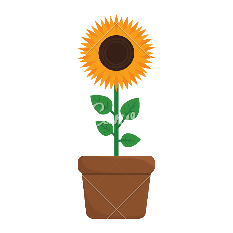 800x800 Sunflower Vector