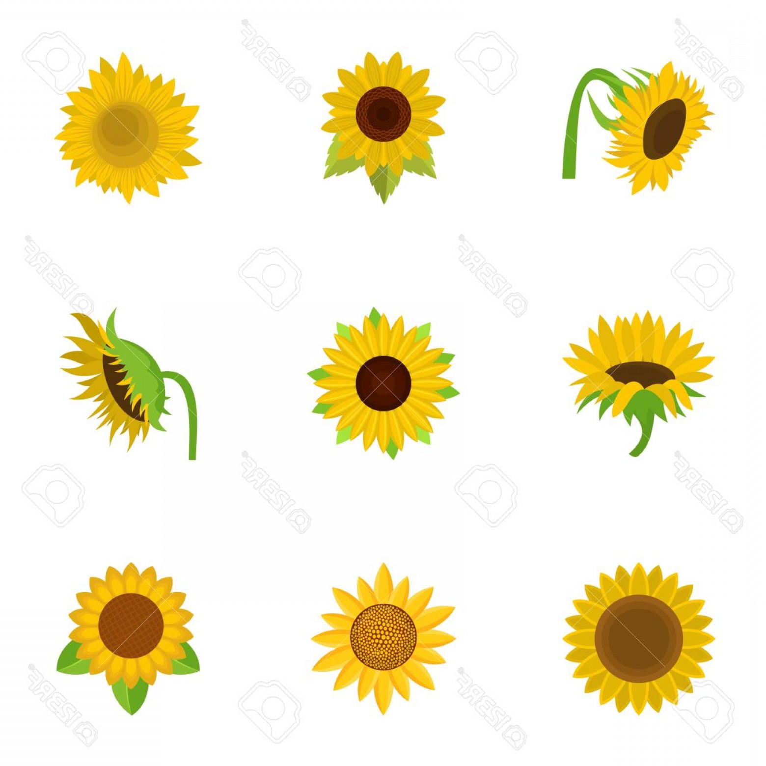 1560x1560 Sunflower Vector Wallkeeper