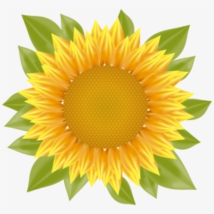 310x310 Sunflower Vector Png Images Png Cliparts Free Download On Seekpng