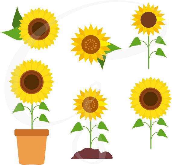 570x547 Sunflower Clipart Sunflower Vector Sunflowers Flower Etsy