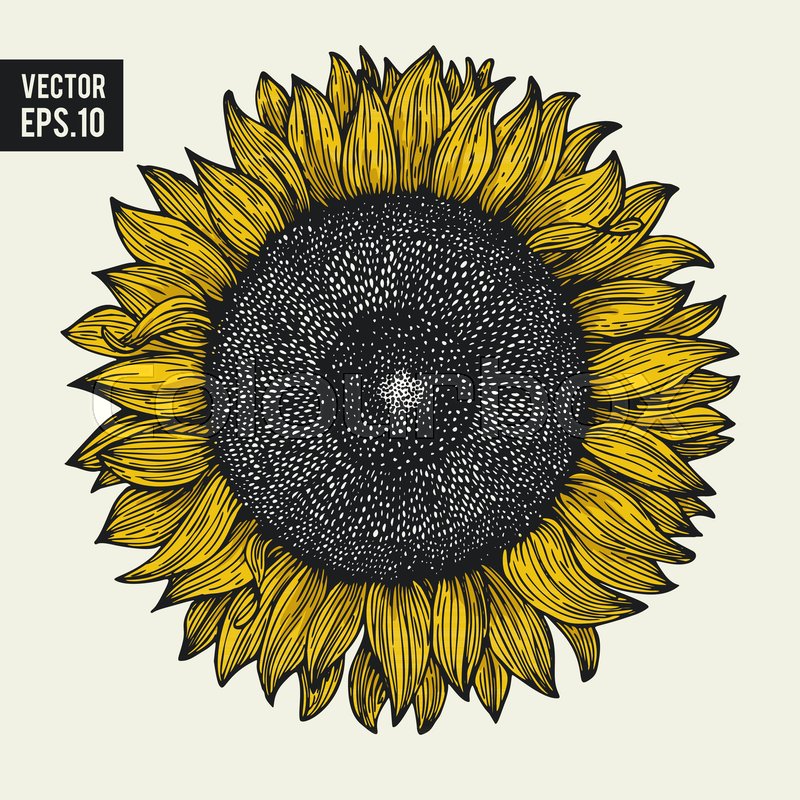 800x800 Sunflower Vector Hand Drawn Stock Vector Colourbox
