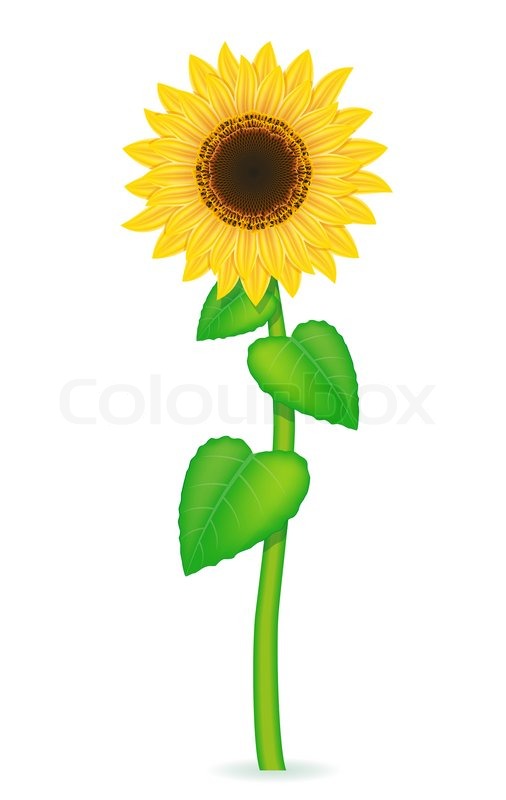 506x800 Sunflower Vector Illustration Isolated Stock Vector Colourbox