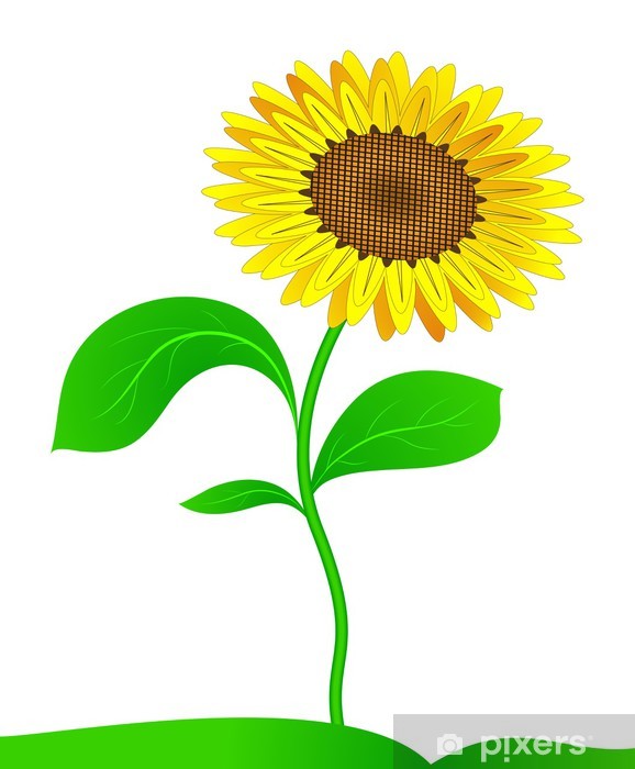 578x700 Sunflower Vector Wall Mural