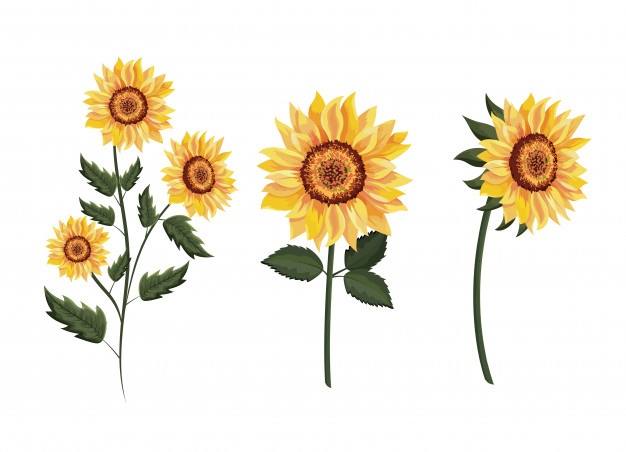 626x452 Super Sunflower Vector Marvelous Vectors Photos And Free