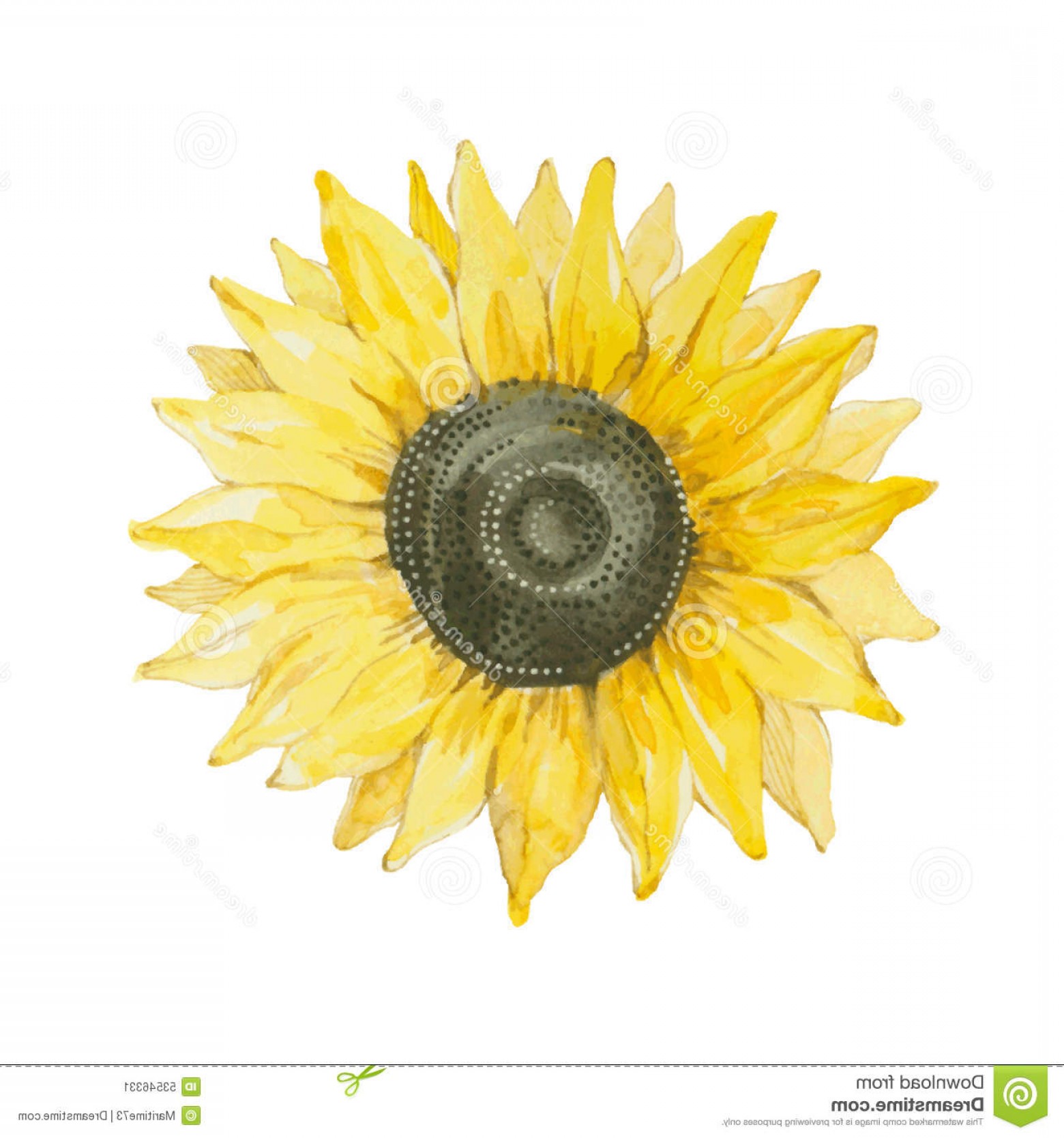 1560x1668 Watercolor Sunflower Vector Google Catchsplace