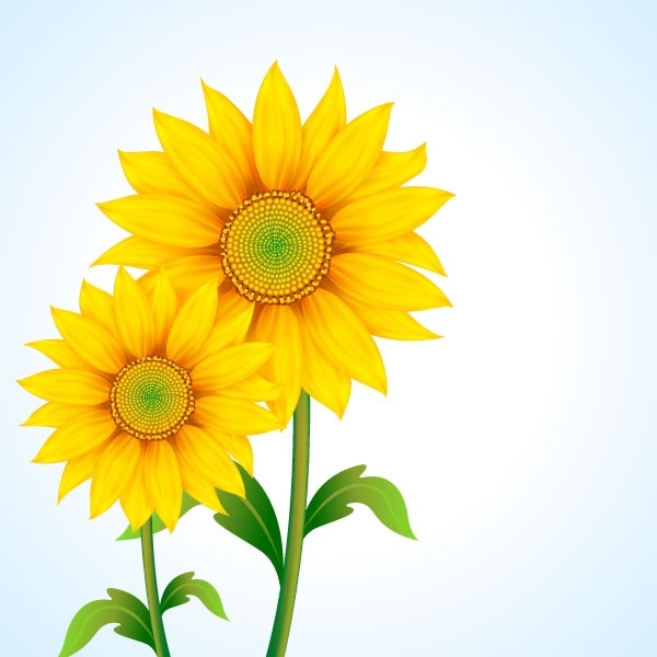 600x600 Beautiful Sunflower Vector Free Vector In Encapsulated Postscript