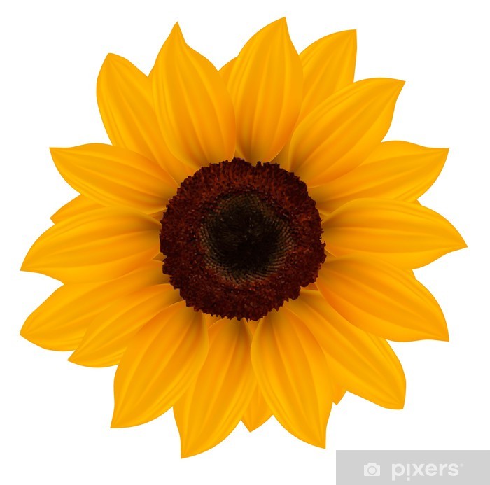 700x693 Close Up Of Beautiful Yellow Sunflower Vector Illustration Wall