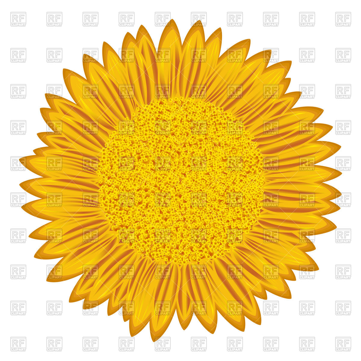 1200x1200 Detailed Flowering Sunflower Vector Image Of Plants And Animals