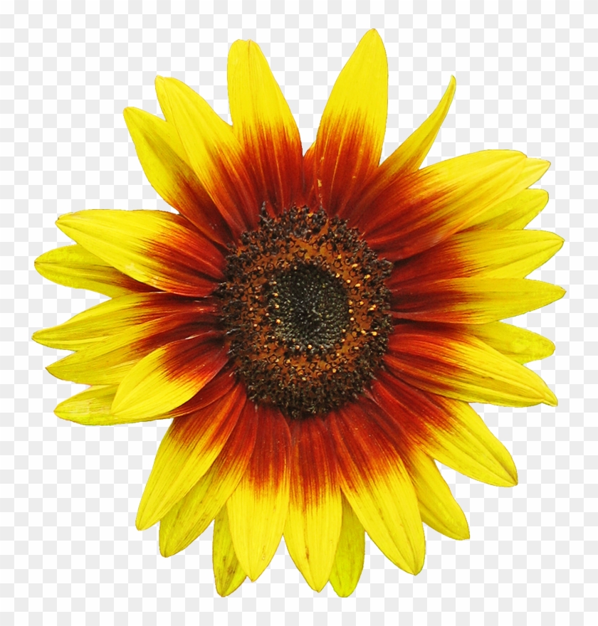 840x880 Free Sunflower Clipart Image Clip Art
