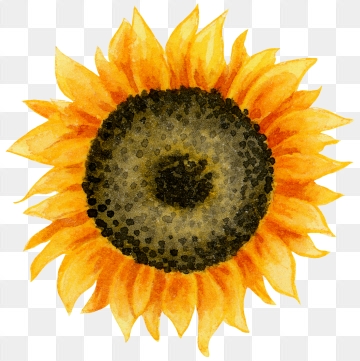 360x361 Sunflower Vector, Free Download Sunflowers, Sunflower Watercolor