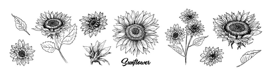 873x240 Sunflower Vector Photos, Royalty Free Images, Graphics, Vectors
