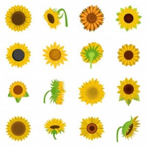 304x304 Sunflower Vectors, Photos And Free Download