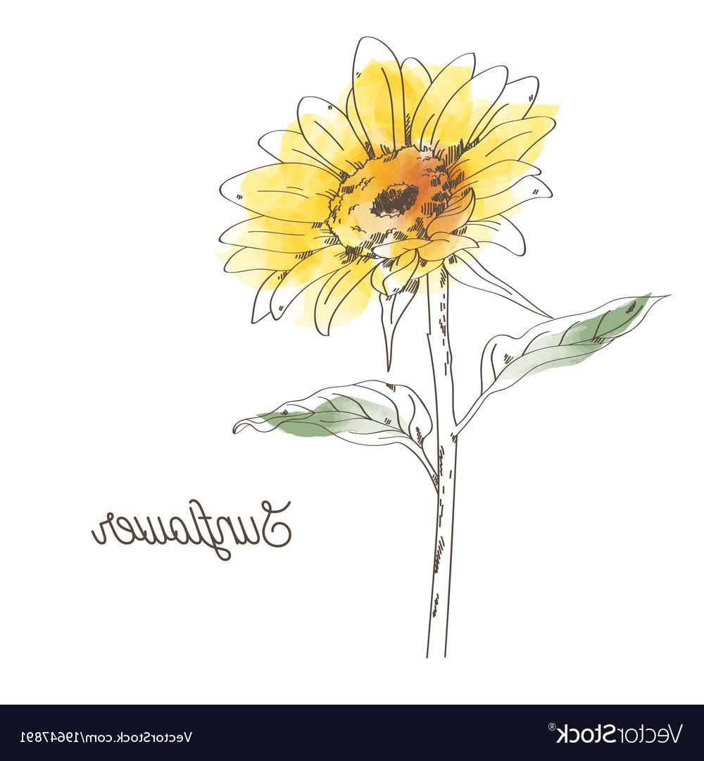 Download Sunflower Vector Art at Vectorified.com | Collection of ...