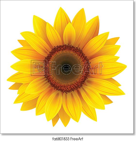 561x581 Free Art Print Of Sunflower Vector Sunflower, Realistic