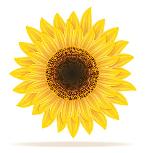 466x490 Sunflower Vector Illustration