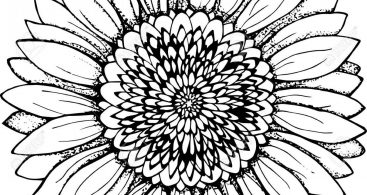 367x195 Sunflower Vector Black And White Archives