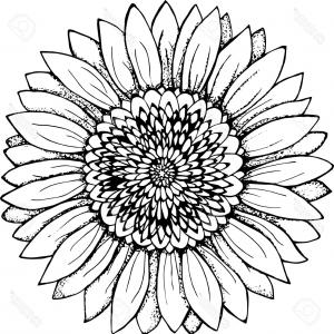 300x300 Sunflower Vector Png Images In Collection