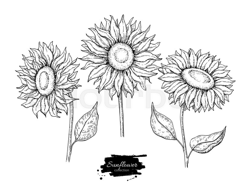 800x643 Sunflower Flower Vector Drawing Set Stock Vector Colourbox