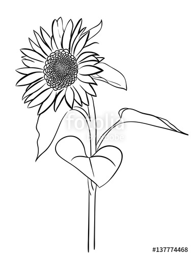 375x500 Sunflower Vector Icon Stock Image And Royalty Free Vector