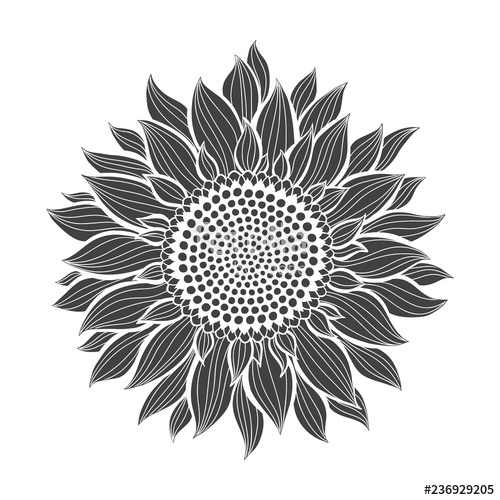 500x500 Sunflower Sketch Hand Draw Vector Illustration, Isolated Floral