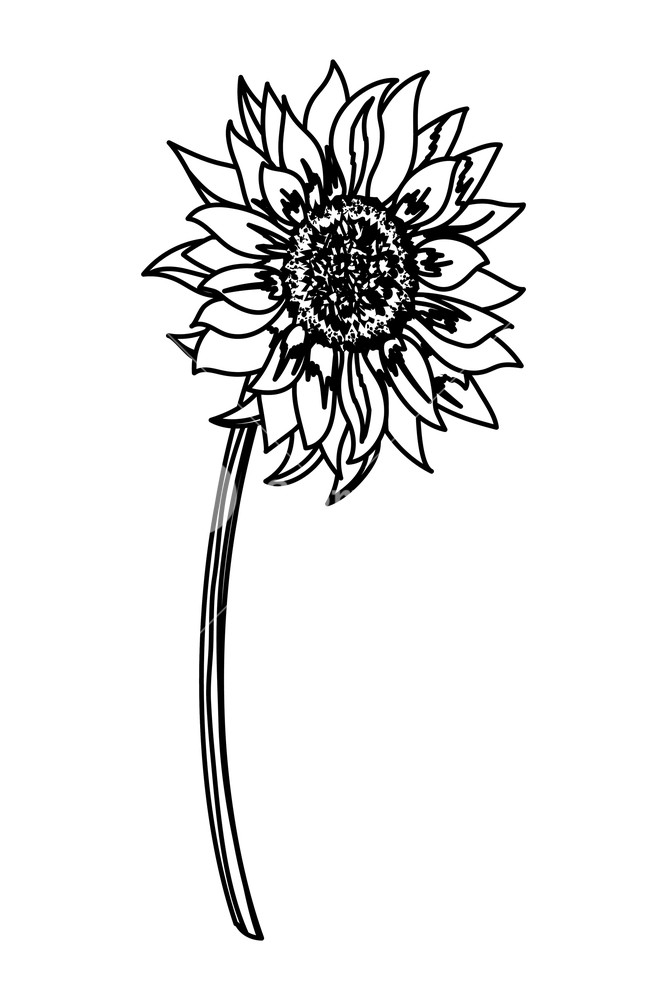 Free Free 63 Sunflower Svg Black And White SVG PNG EPS DXF File
